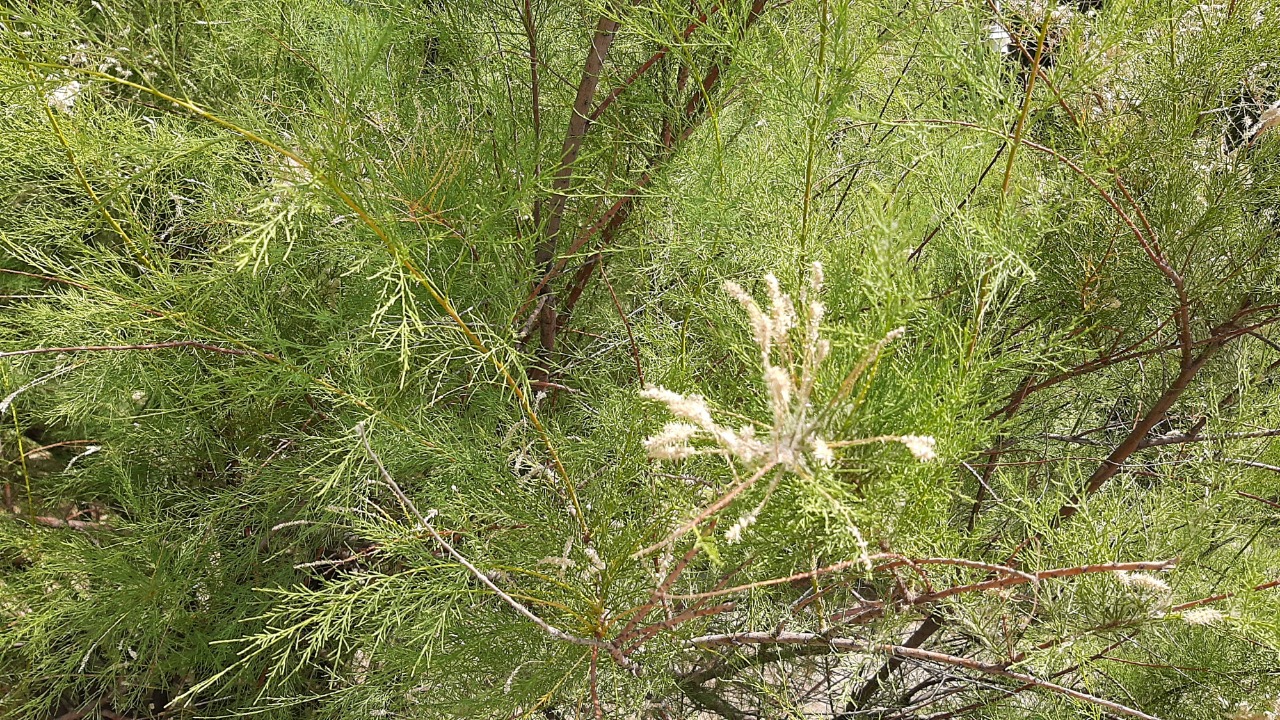 Tamarix smyrnensis