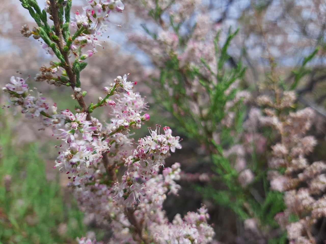 Tamarix tetrandra