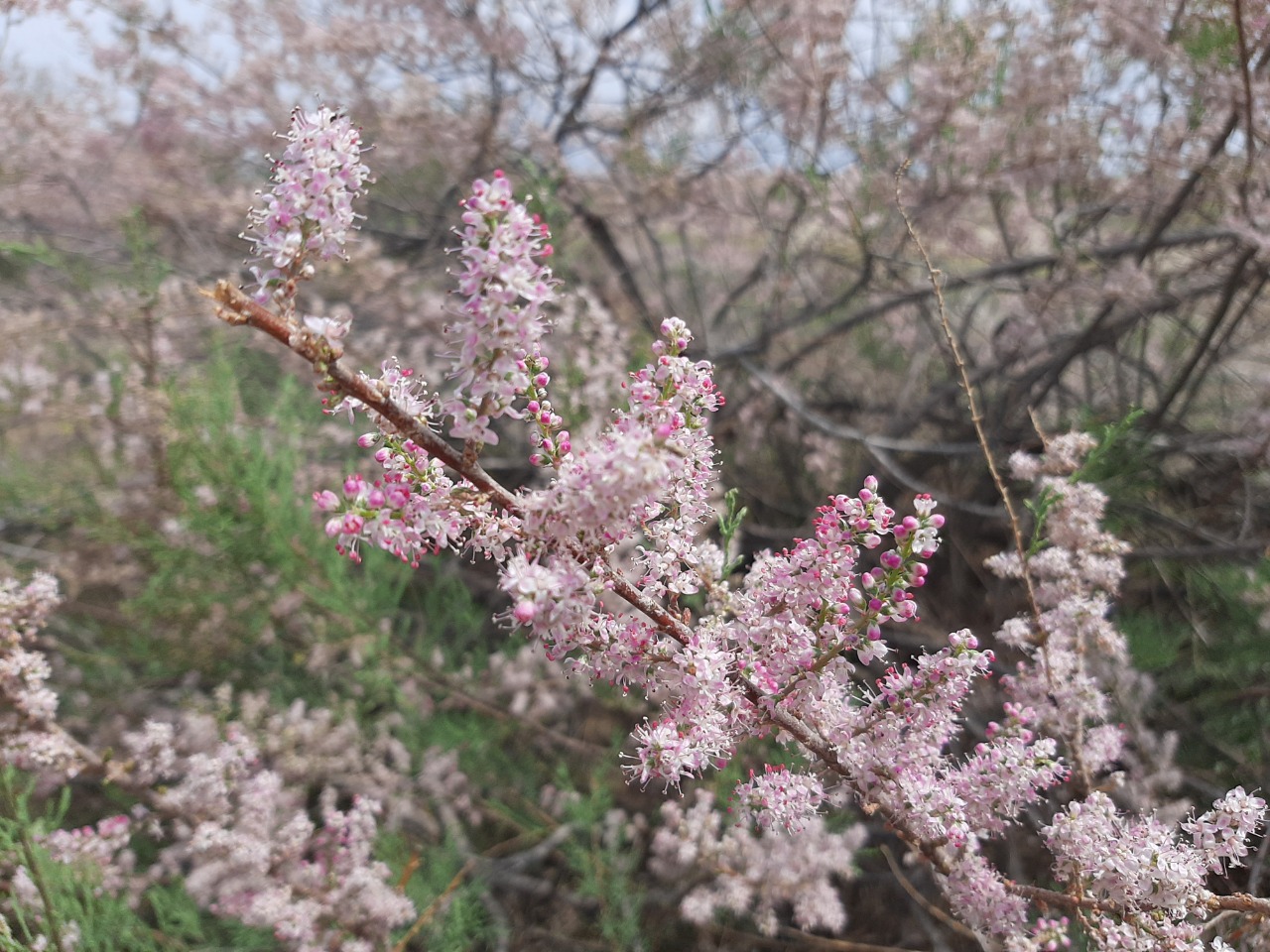 Tamarix tetrandra