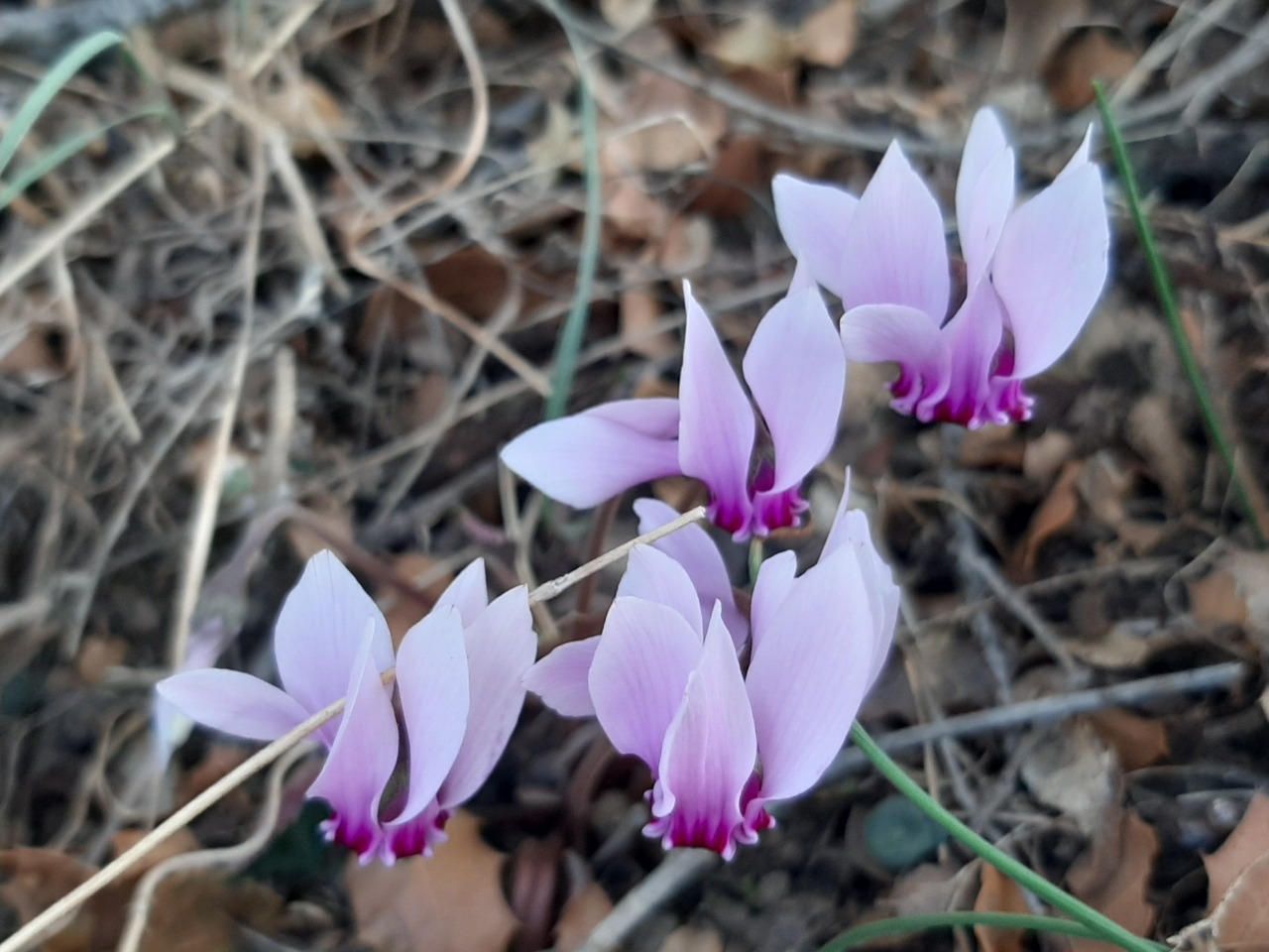 Cyclamen hederifolium