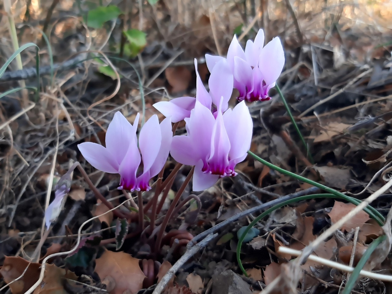 Cyclamen hederifolium