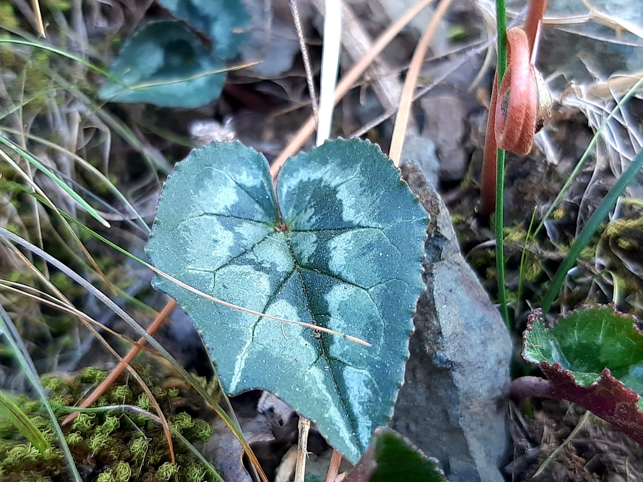 Cyclamen hederifolium