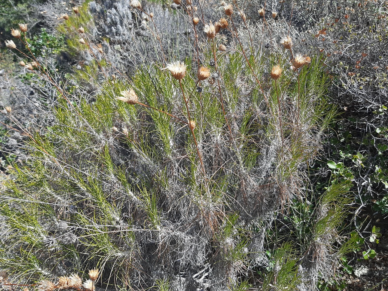 Ptilostemon chamaepeuce