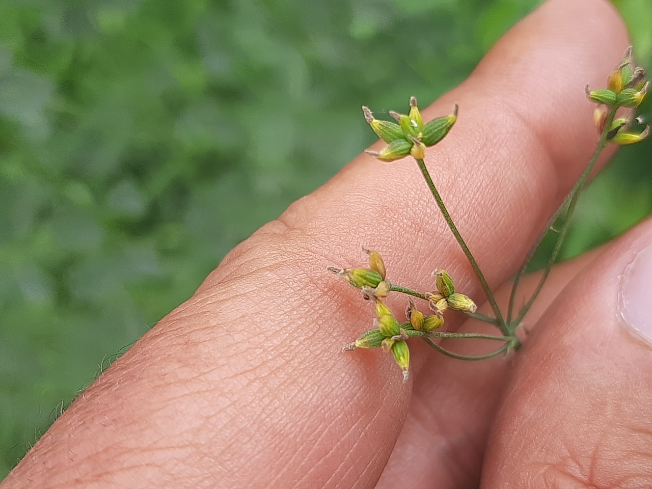 Thalictrum minus