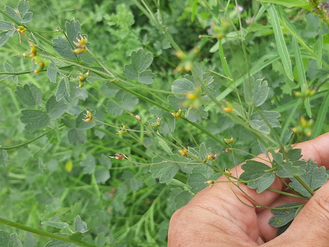 Thalictrum minus