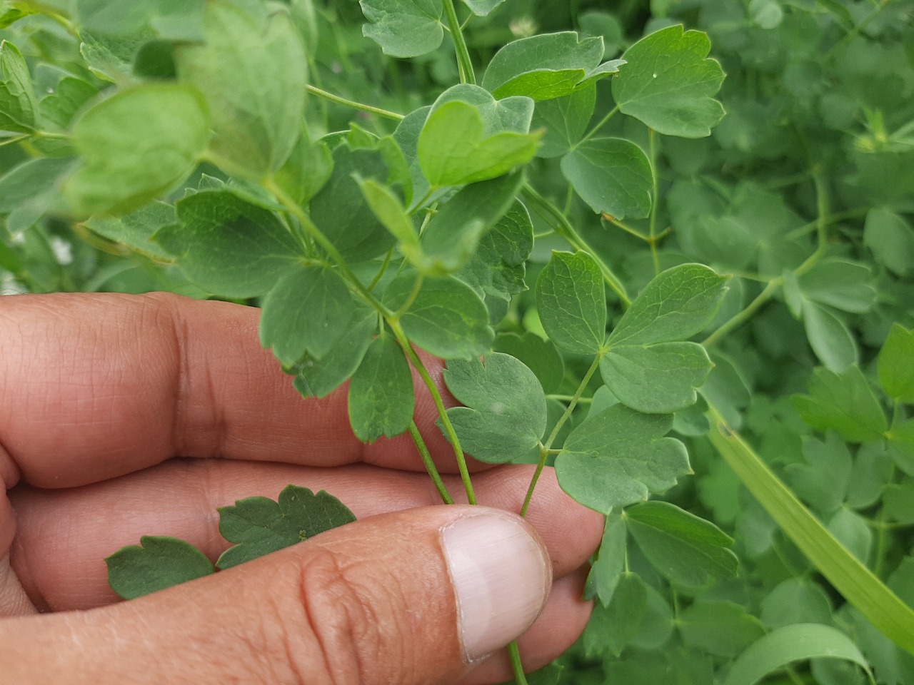 Thalictrum minus