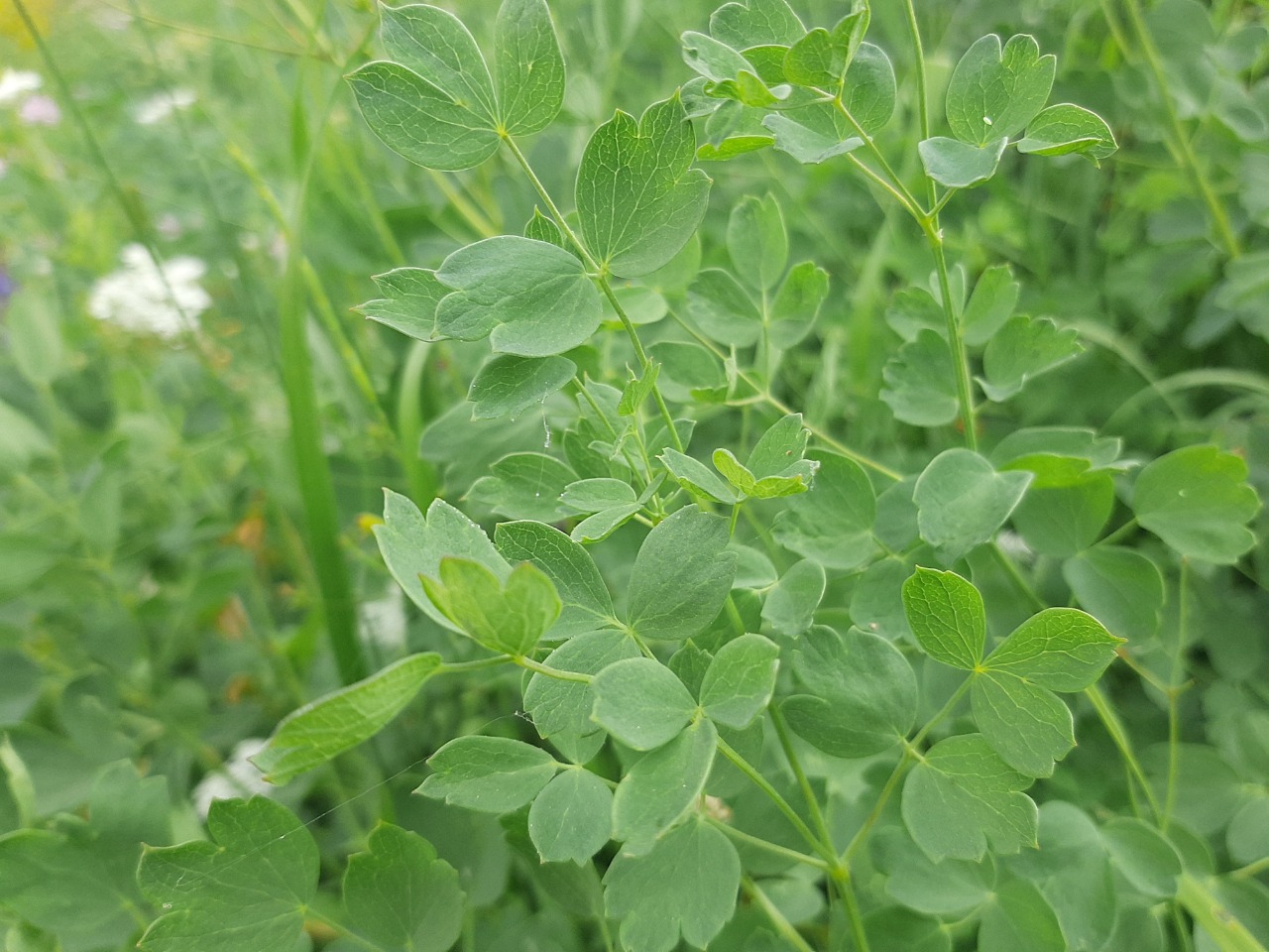 Thalictrum minus