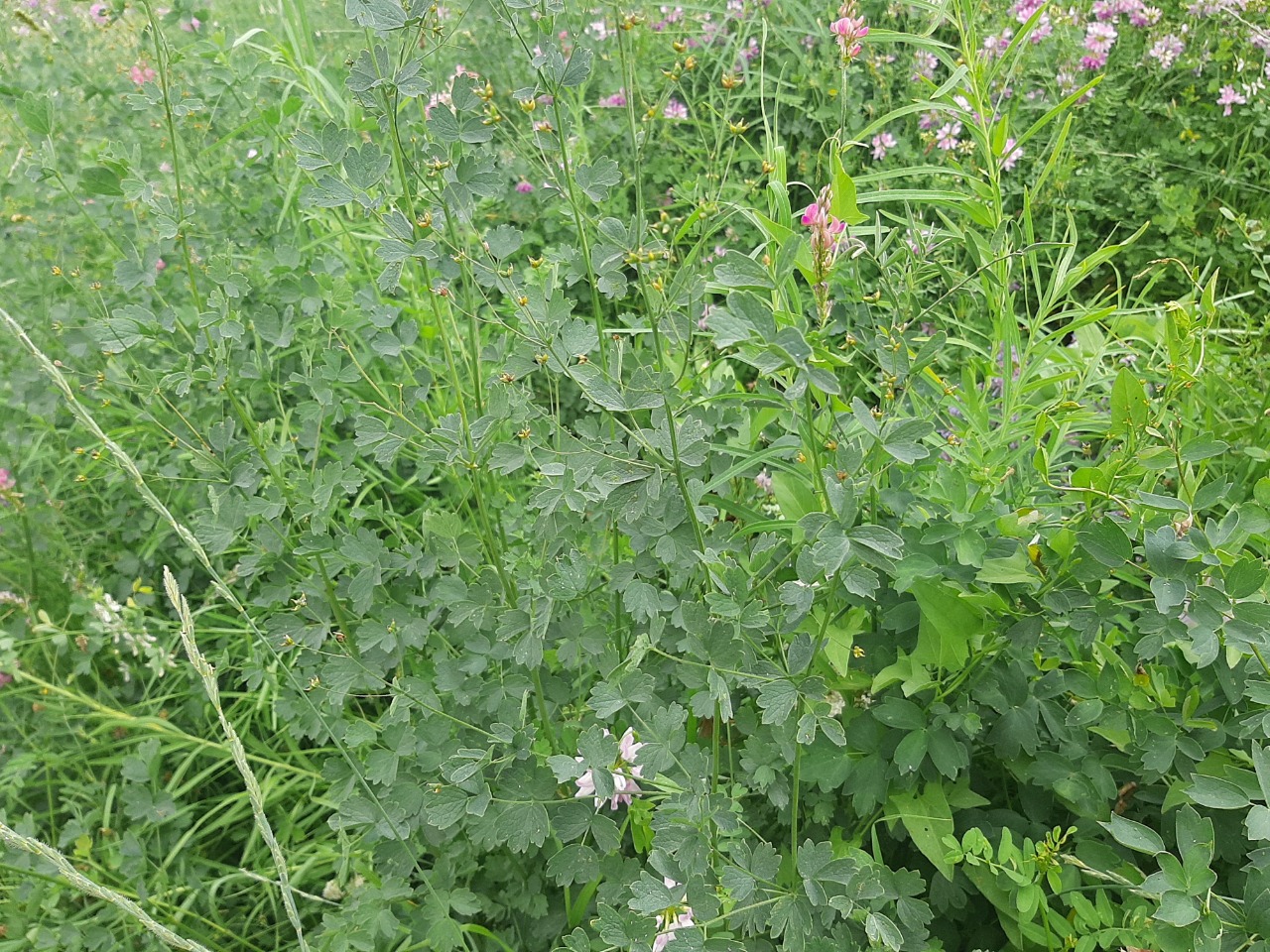 Thalictrum minus