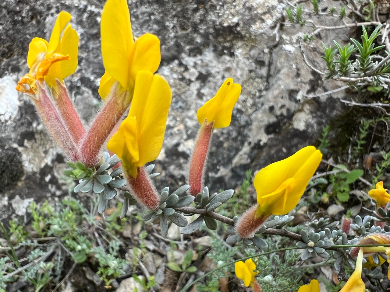 Cytisopsis dorycniifolia