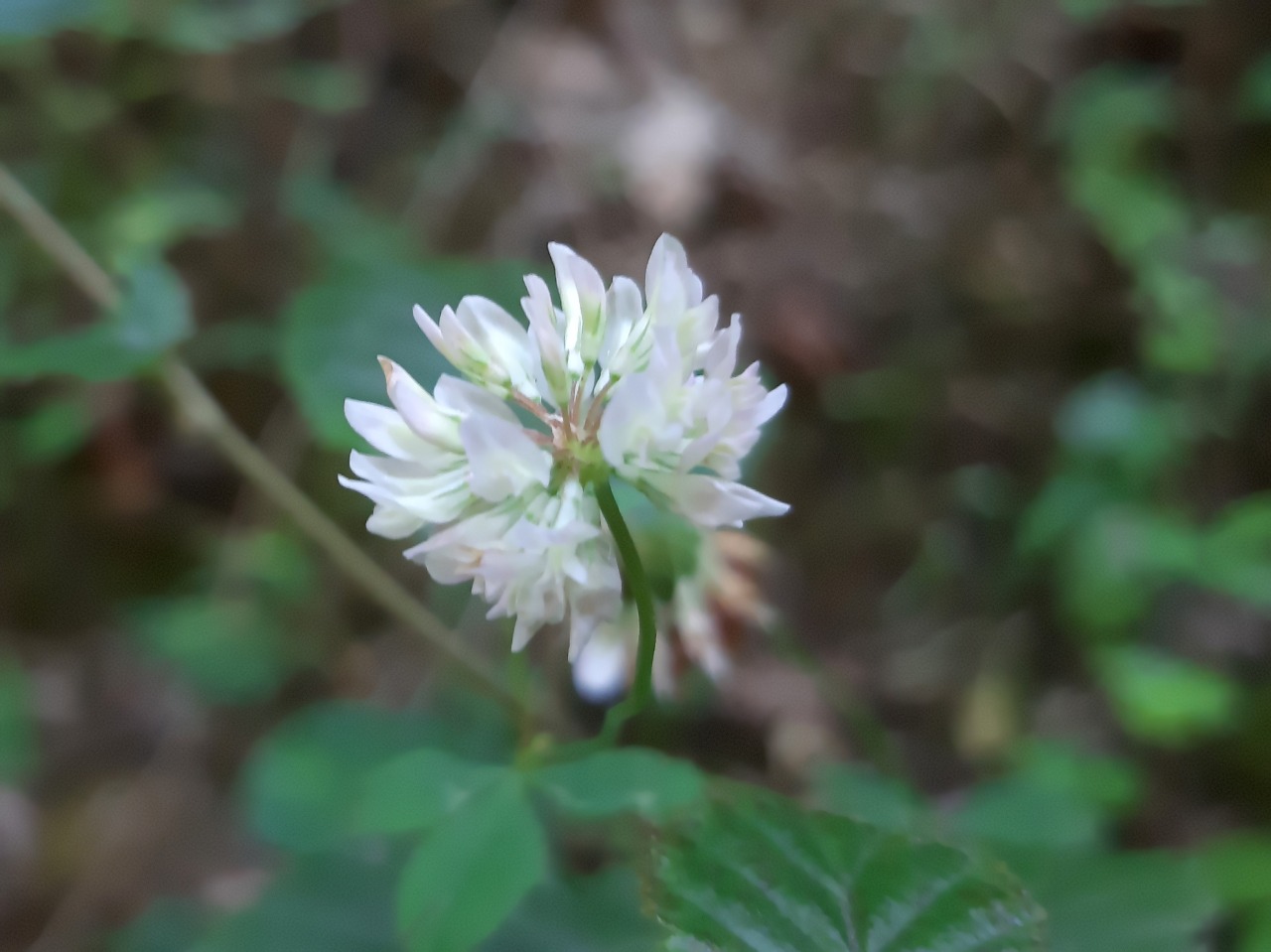 Trifolium hybridum