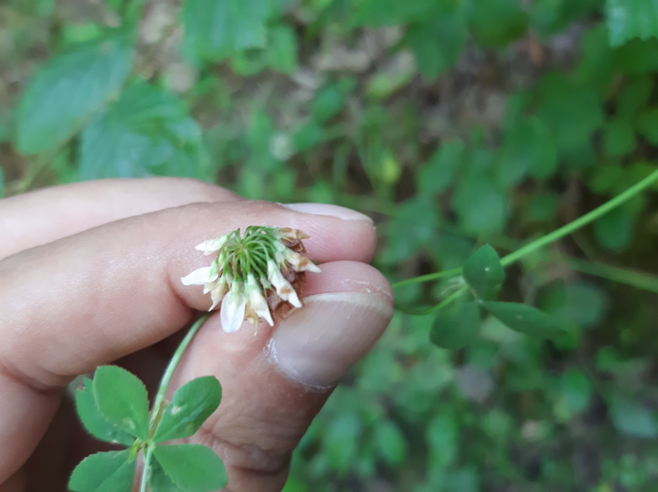 Trifolium hybridum