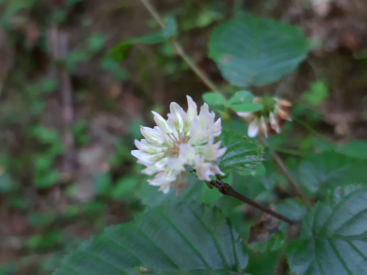 Trifolium hybridum