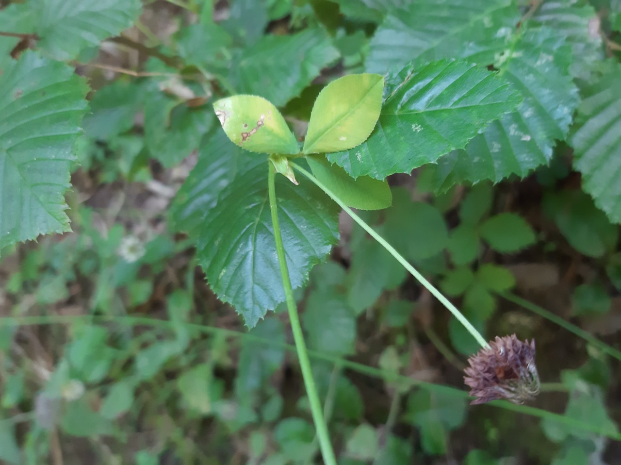 Trifolium hybridum