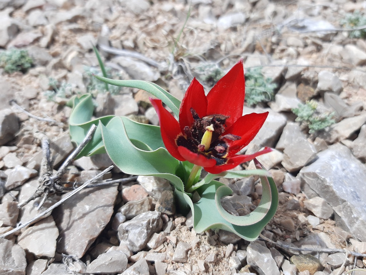 Tulipa armena