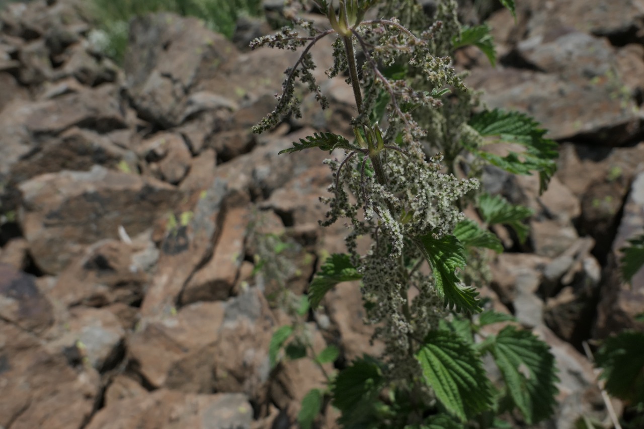 Urtica dioica