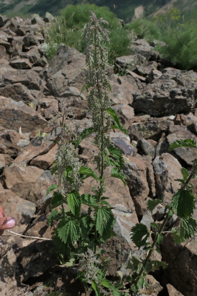 Urtica dioica