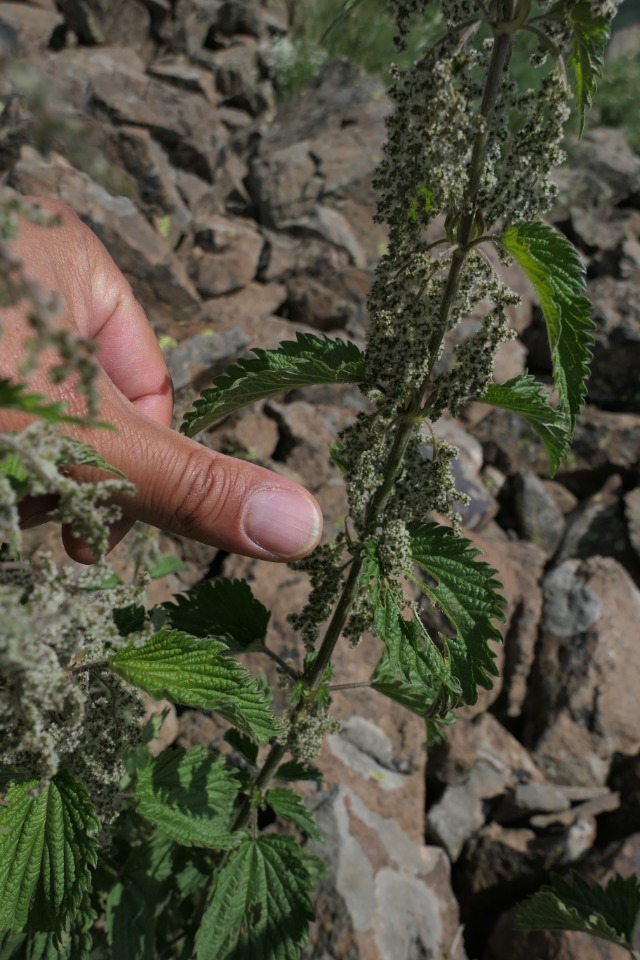 Urtica dioica