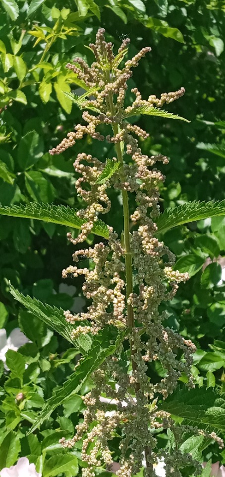 Urtica dioica