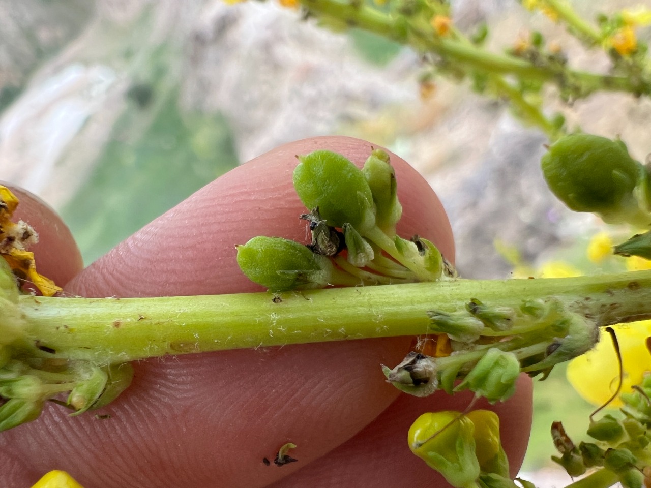 Verbascum songaricum