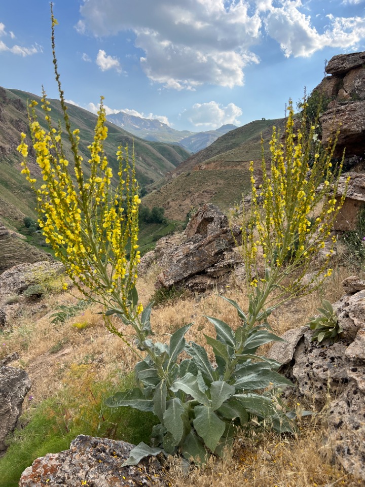 Verbascum songaricum