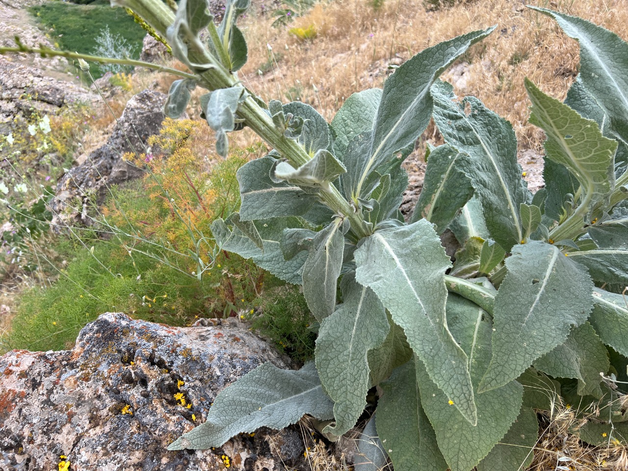 Verbascum songaricum