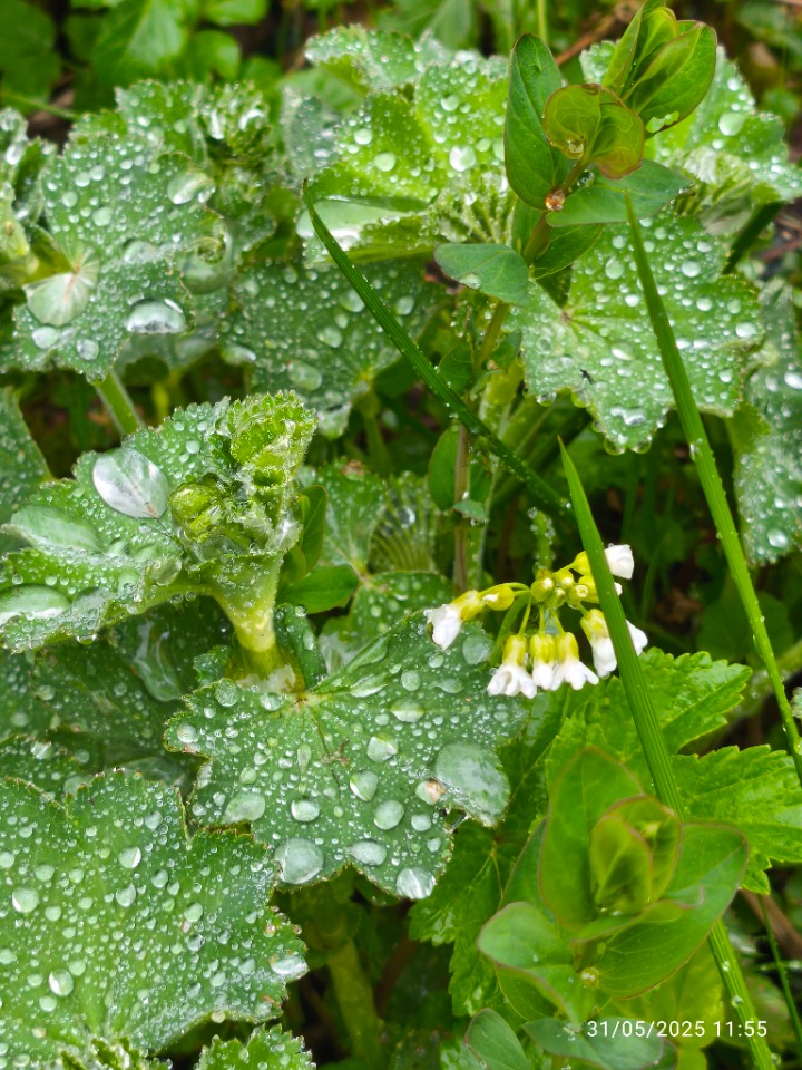 Nasturtium officinale