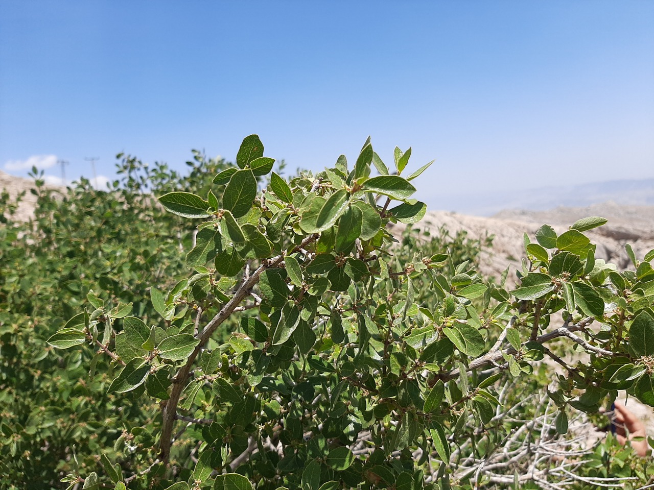 Lonicera nummulariifolia