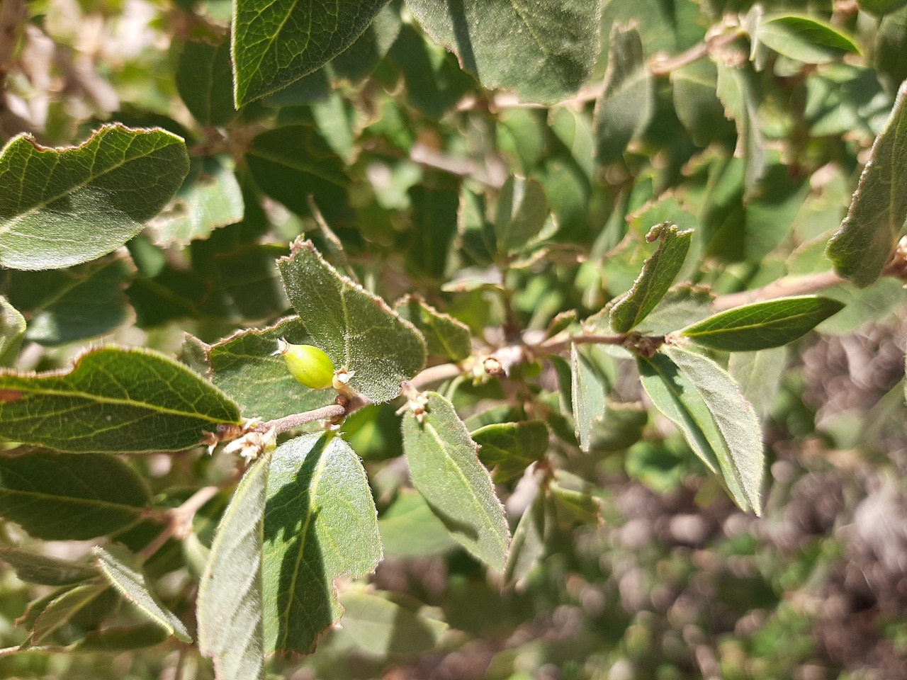 Lonicera nummulariifolia