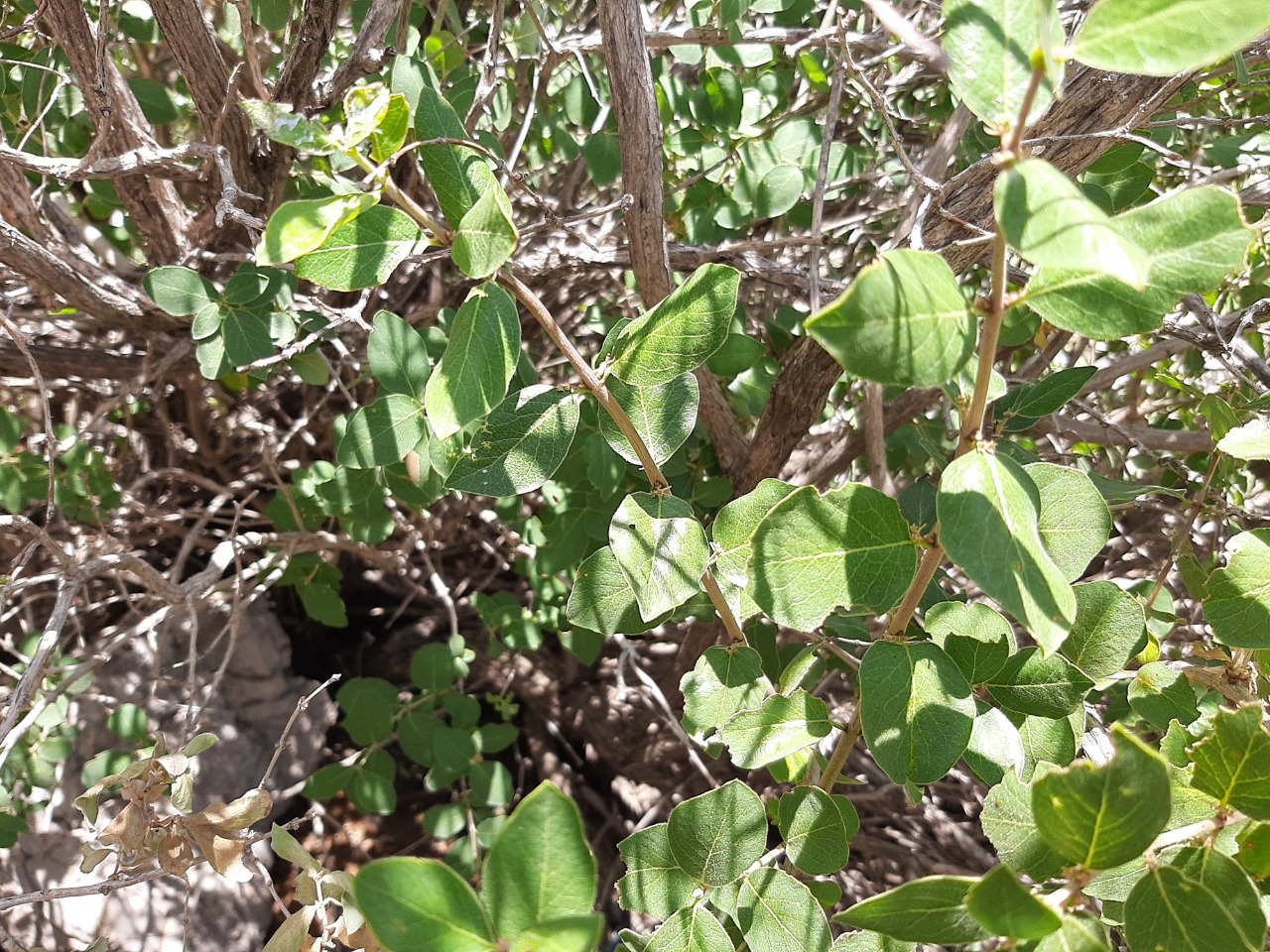 Lonicera nummulariifolia