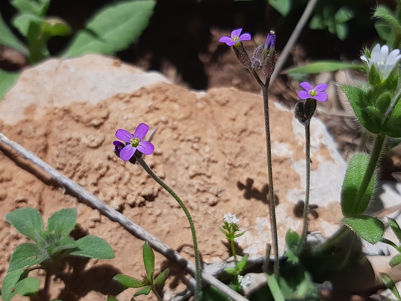Arabis verna