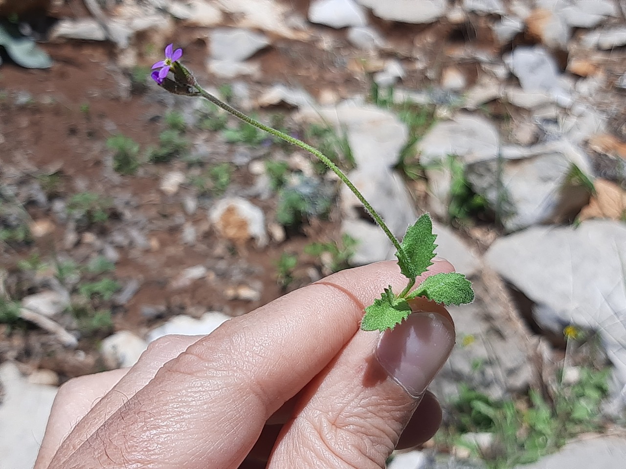 Arabis verna