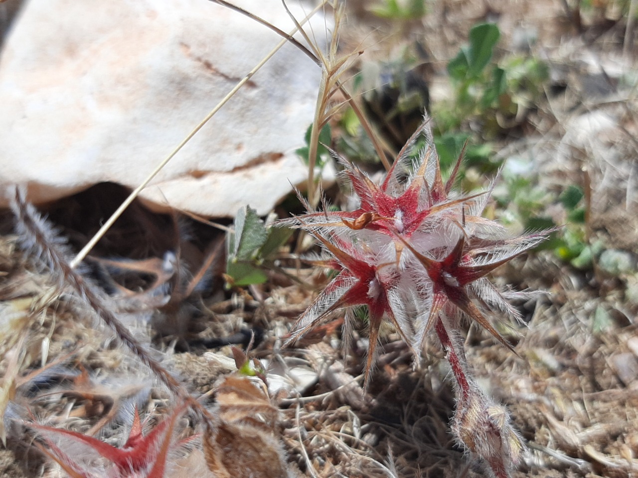 Trifolium stellatum