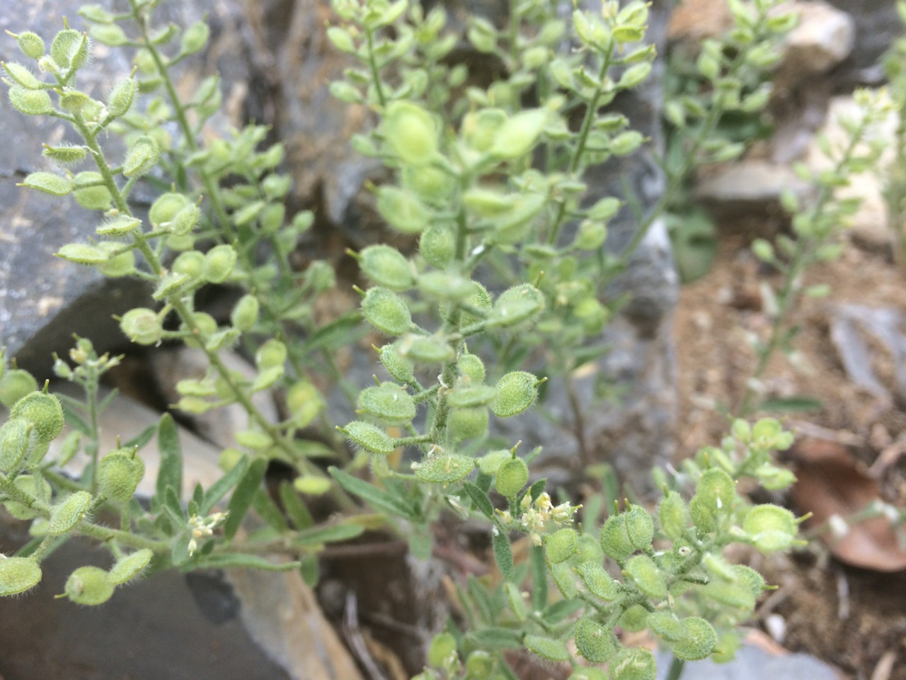 Alyssum simplex