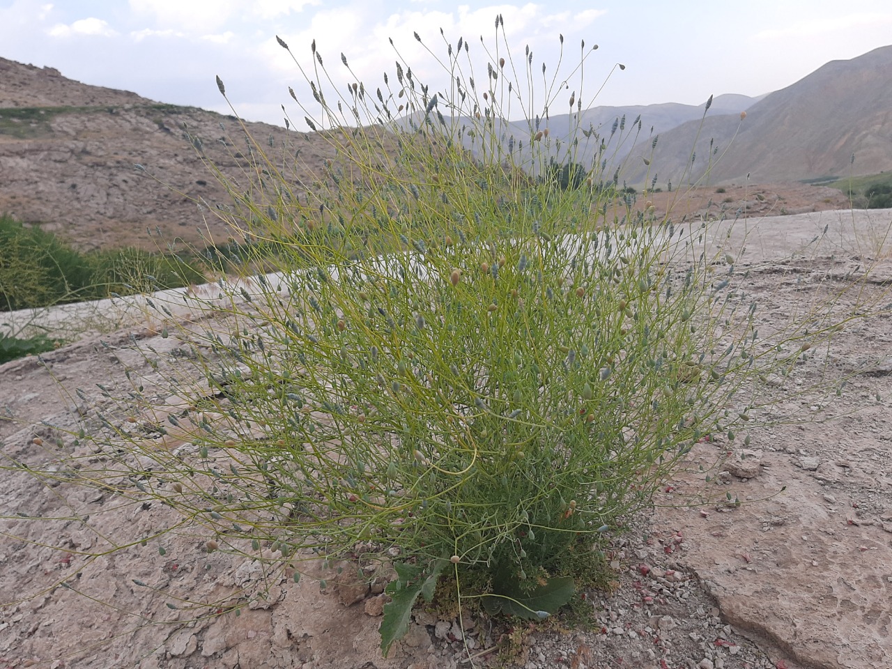 Papaver triniifolium