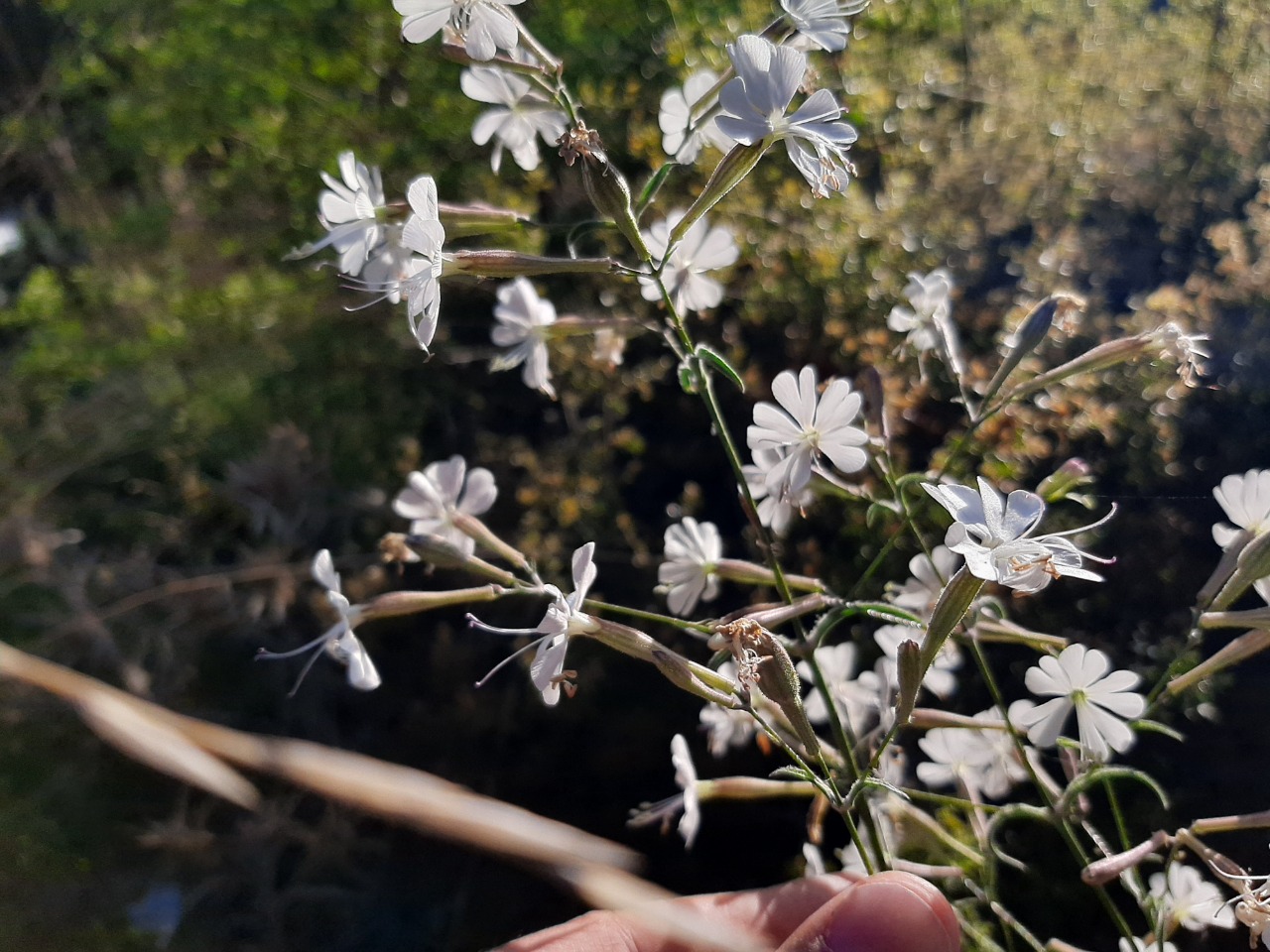 Silene italica