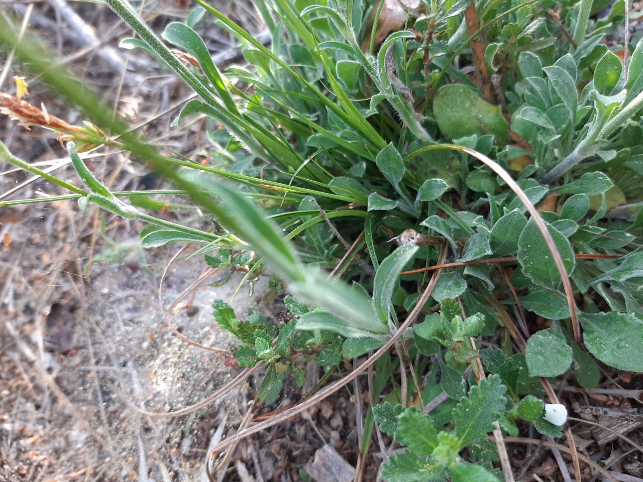 Silene italica