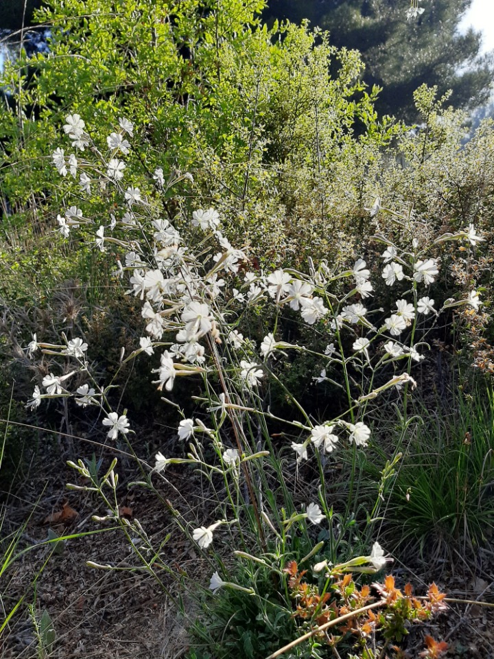 Silene italica