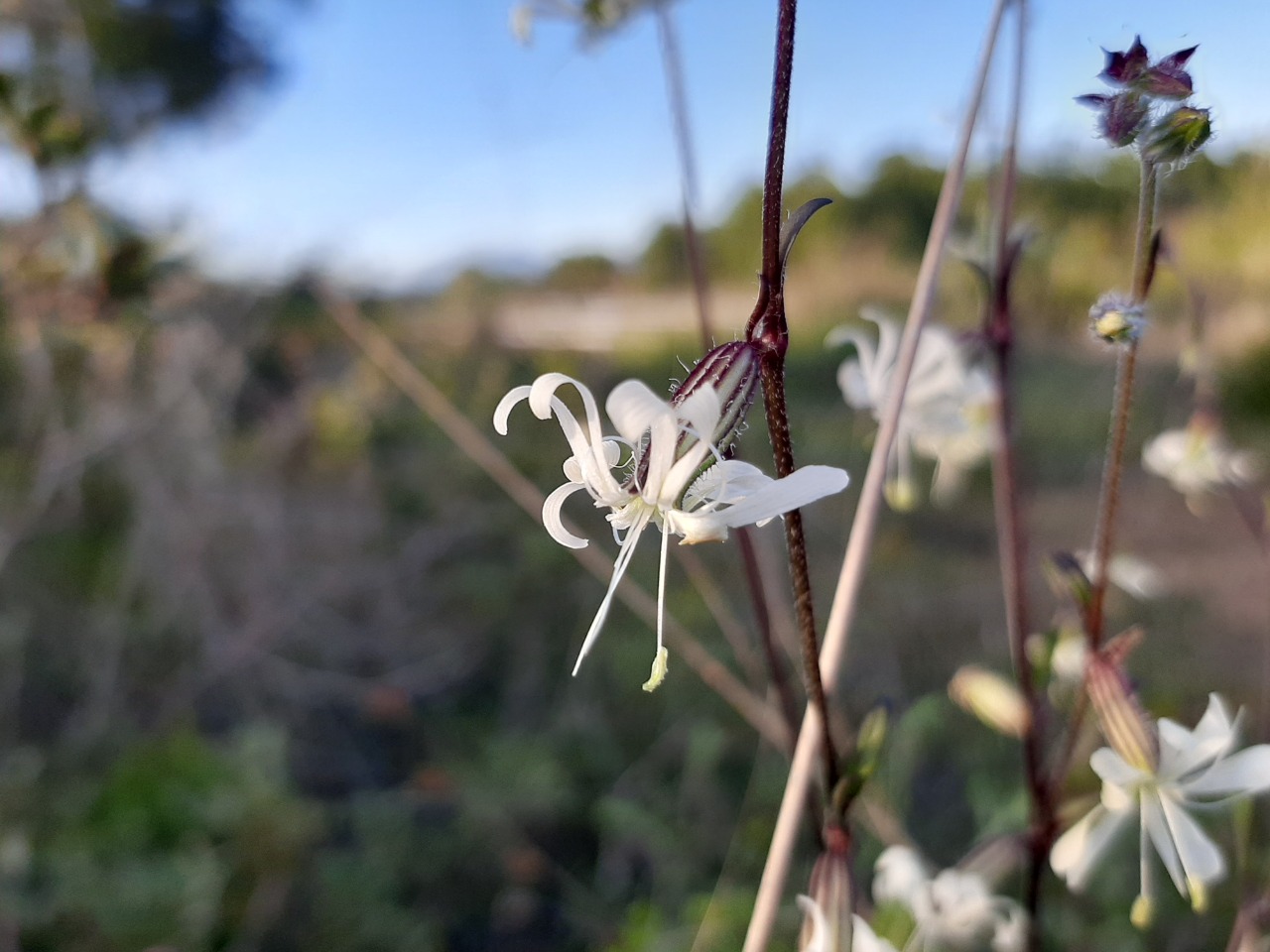 Silene italica