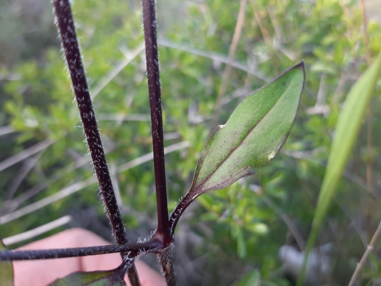 Silene italica