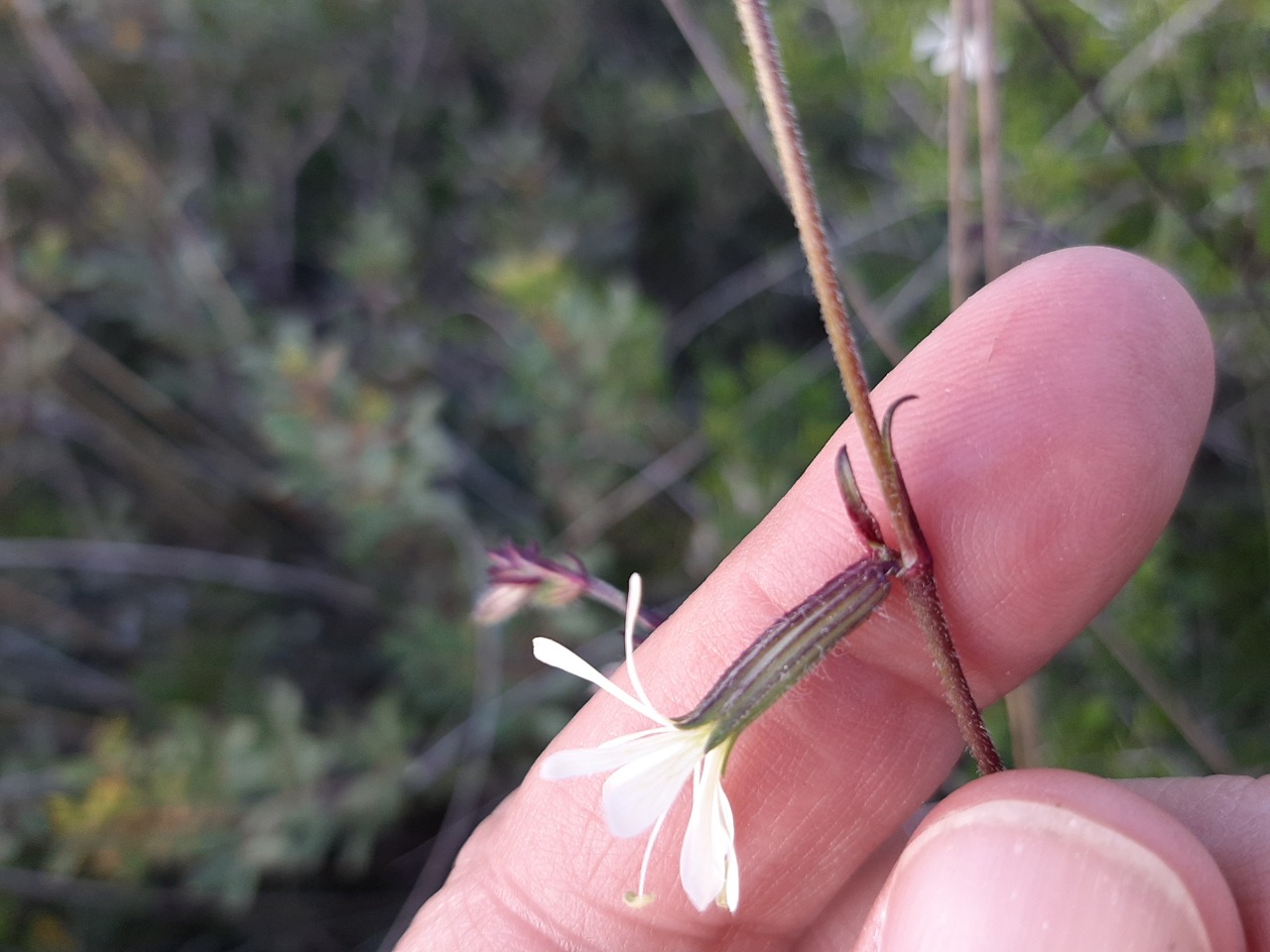 Silene italica