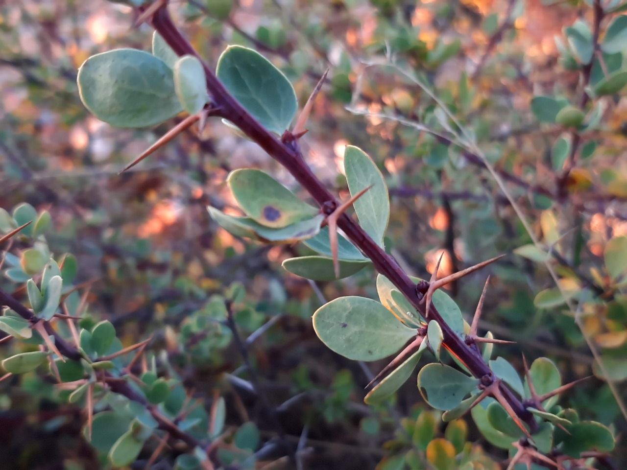 Berberis cretica