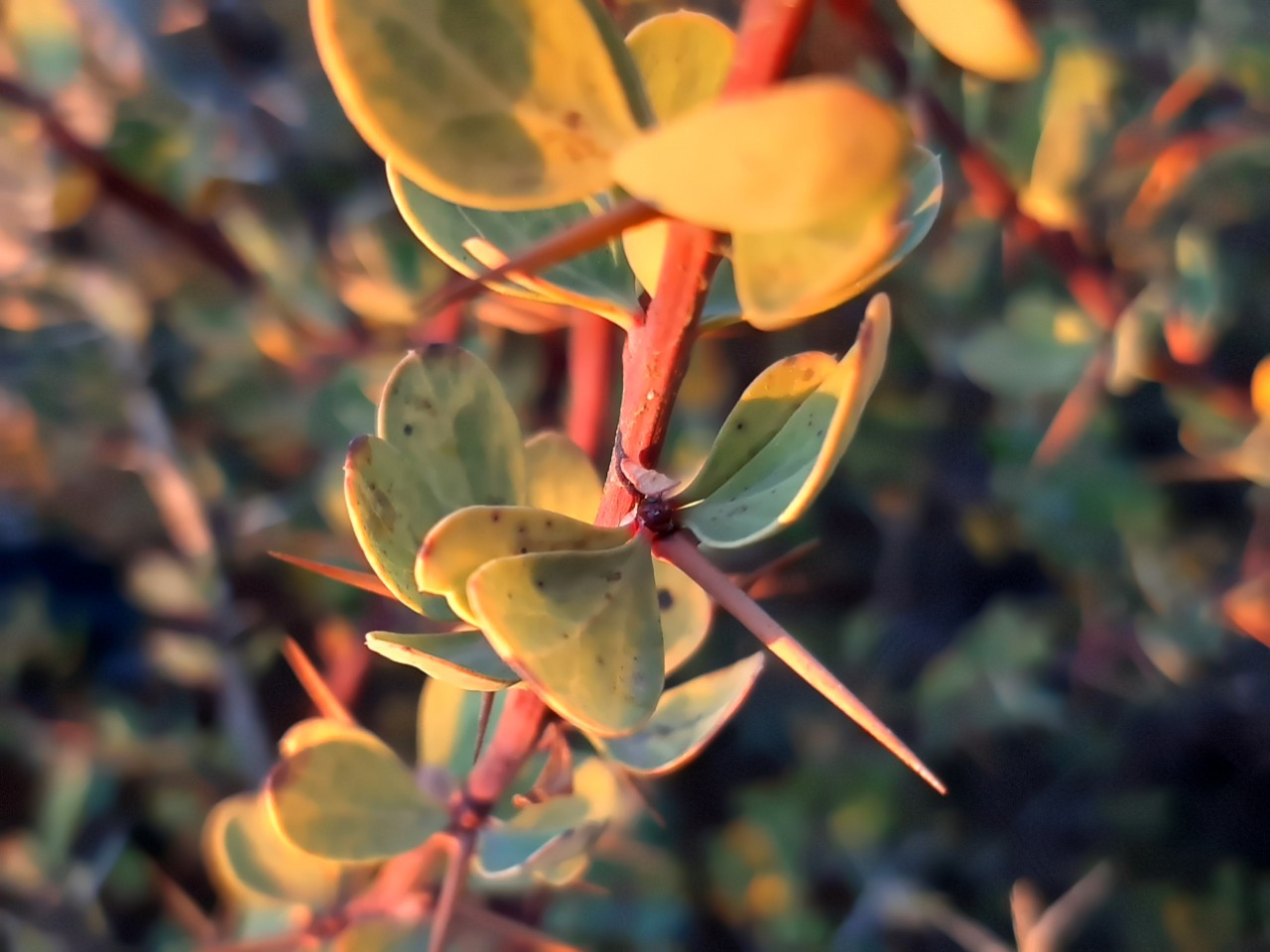 Berberis cretica