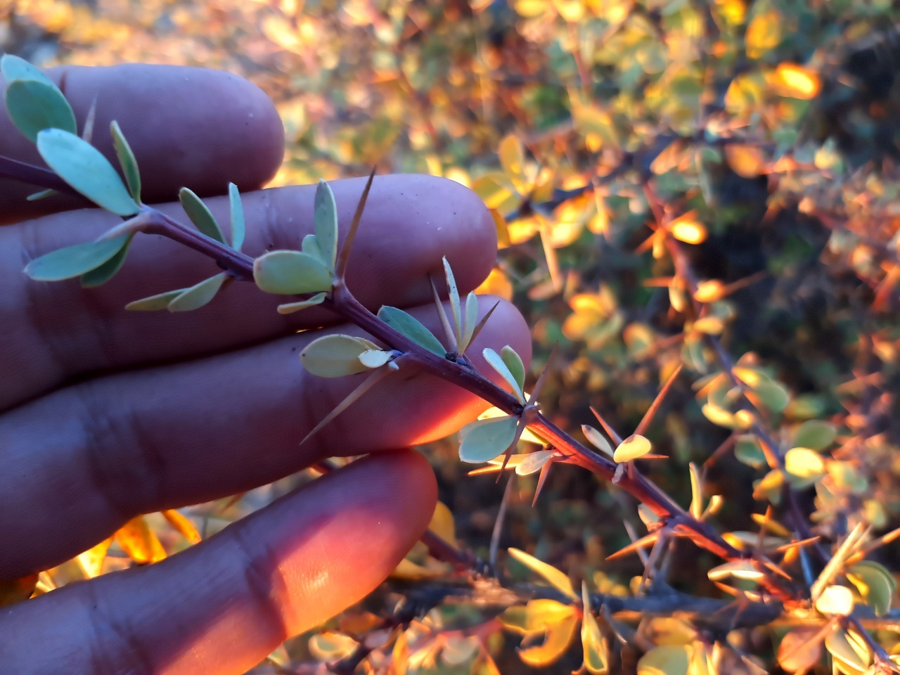 Berberis cretica