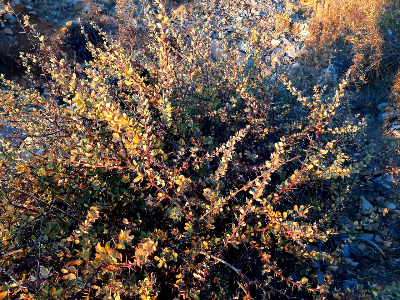 Berberis cretica