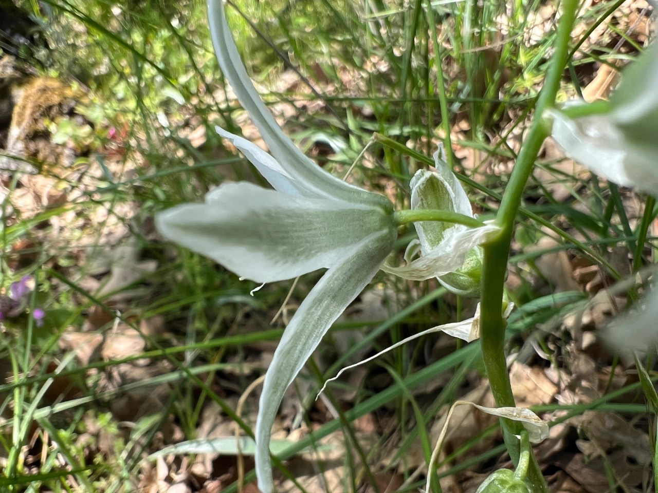 Ornithogalum nutans