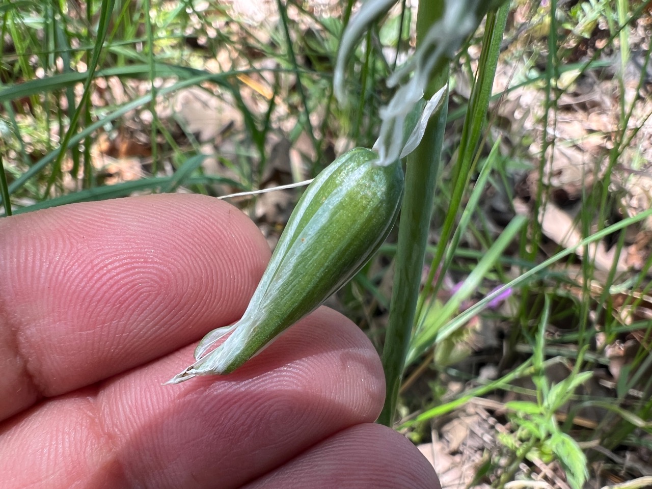 Ornithogalum nutans