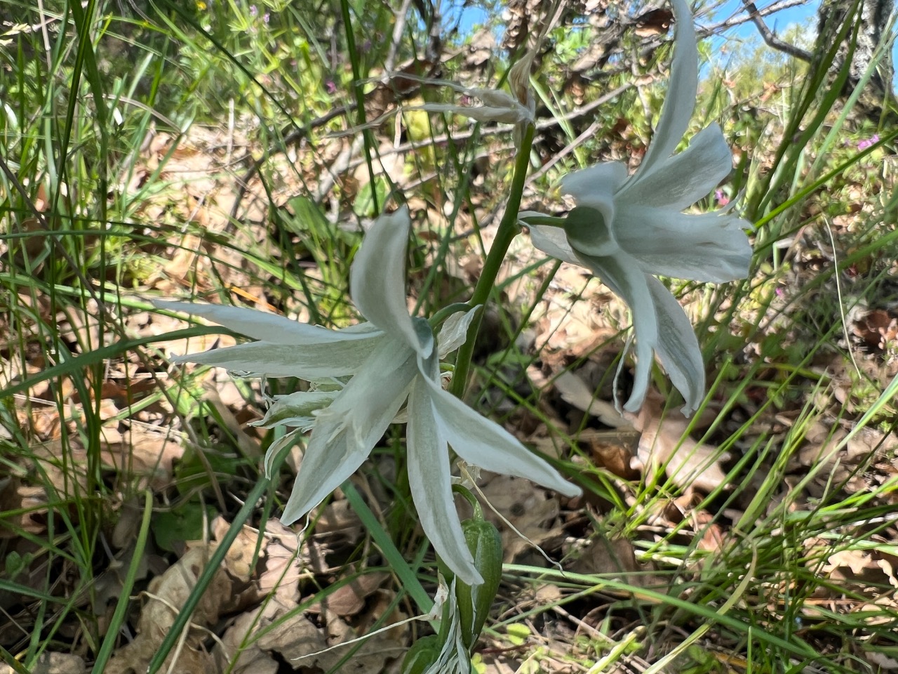 Ornithogalum nutans