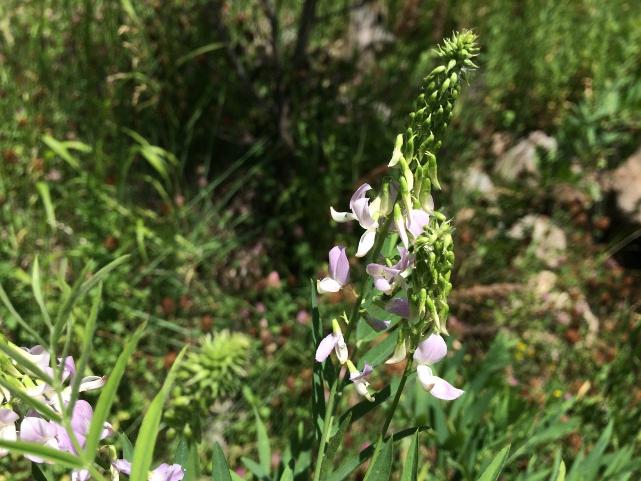 Galega officinalis