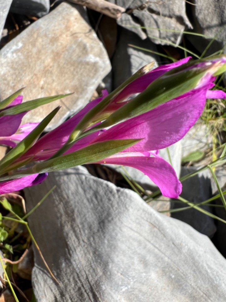 Gladiolus illyricus