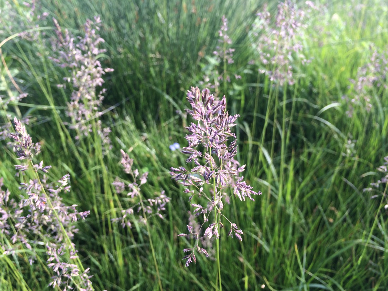 Phalaris arundinacea